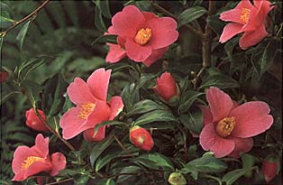 Camellia williams Golden Spangles